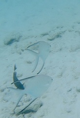 Trachinotus goodei