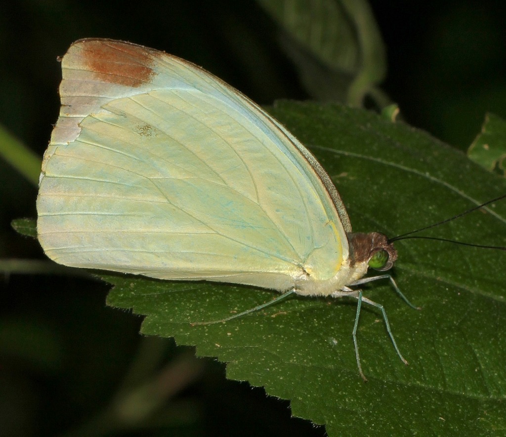Large Vagrant