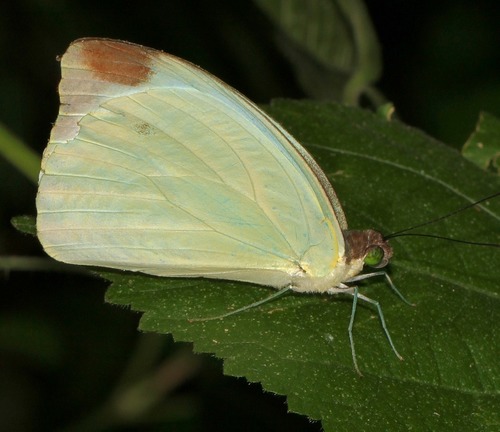 Large Vagrant