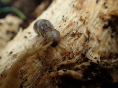 Phoroctenia vittata