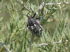 Julodis humeralis
