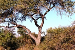 Sclerocarya birrea caffra