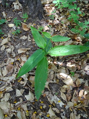 Maranta arundinacea