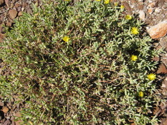 Malephora lutea