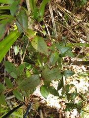 Metrosideros parkinsonii