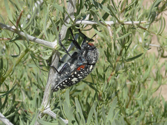 Julodis humeralis