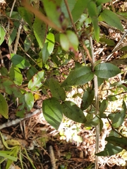 Metrosideros parkinsonii