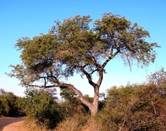 Sclerocarya birrea caffra