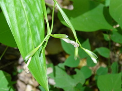 Maranta arundinacea