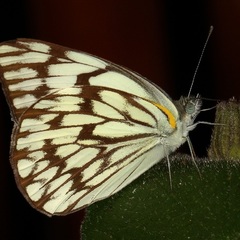 Belenois gidica abyssinica