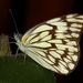 African Veined White - Photo (c) Wynand Uys, some rights reserved (CC BY), uploaded by Wynand Uys