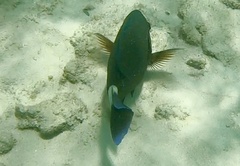 Acanthurus tractus