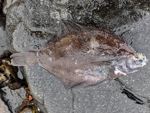 Foto de Limanda (Limanda limanda)