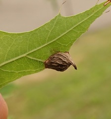 Dryocosmus quercusnotha