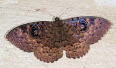 Erebus walkeri
