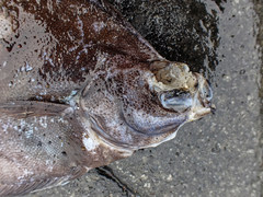 Limanda limanda