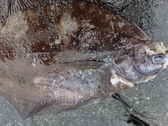 Limanda limanda