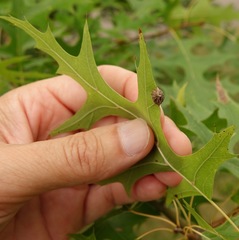 Dryocosmus quercusnotha