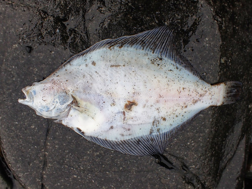 Common dab (Limanda limanda) — Pleuronectidae — 4