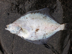 Limanda limanda