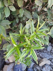 Veronica townsonii