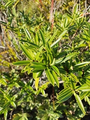 Veronica townsonii