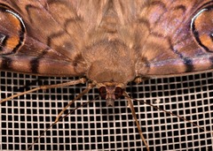 Erebus walkeri