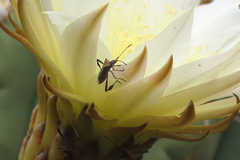 Leptoglossus chilensis