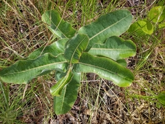 Asclepias amplexicaulis