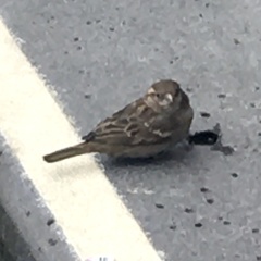 Passer domesticus