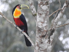 Ramphastos dicolorus