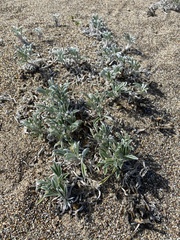 Lupinus tidestromii