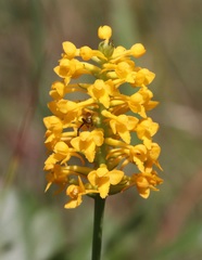 Platanthera integra