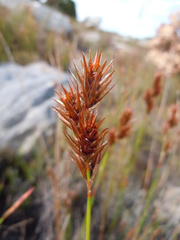 Thamnochortus lucens