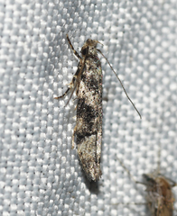 Coleotechnites atrupictella