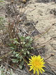 Agoseris apargioides