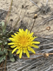 Agoseris apargioides