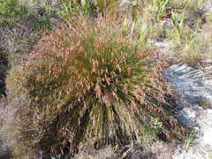 Thamnochortus lucens