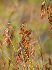 Thamnochortus lucens