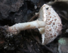 Lepiota echinacea
