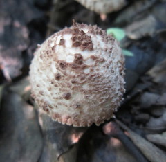 Lepiota echinacea