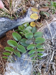 Gingidia haematitica
