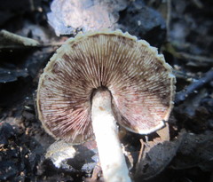 Lepiota echinacea
