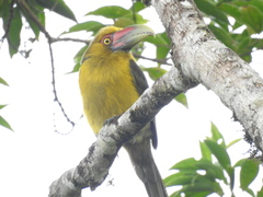 Pteroglossus bailloni