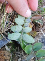 Gingidia haematitica