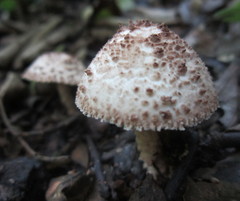 Lepiota echinacea