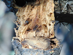 Diacrita