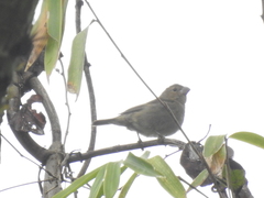 Sporophila frontalis