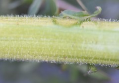 Descurainia sophioides