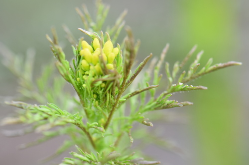 Image of Descurainia sophioides by (c) Eric Lamb, some rights reserved (CC BY)